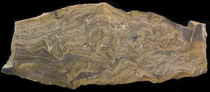 Devonian Stromatolite Slice - Orkney, Scotland #40109